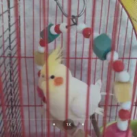 عروس هلندی نر