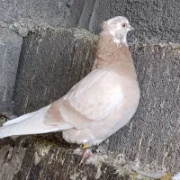 کبوتر پرش سنگین شازده زرد