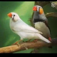 فروش دوجفت فنچ نرماده سرحال ۱۰۰۰۰۰۰تومان