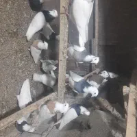 ۳۲ عدد طوقی