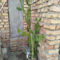 فروش کا کتوس درختی