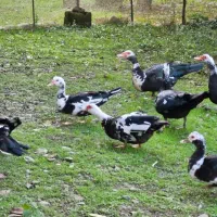اردک اسرائیلی  ماده ۴۰۰ و نر ۷۰۰