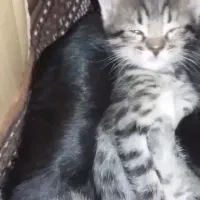 واگذاری ۵بچه گربه به همراه مادرش