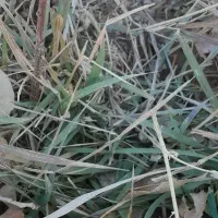 کاه و یونجه