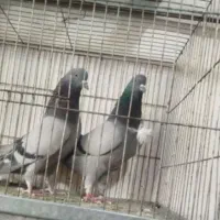 پرورش فروش کبوتر سبز انزیمیت دارو خارجی ارزن گندم|پرنده|تهران, خلیج فارس|دیوار