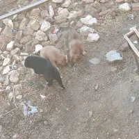 جاروبرقی (جاروبرقی نیست سگه )|سگ|بلبان آباد, |دیوار