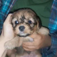 سگ  نژاد شیتزو تریر دو رگه