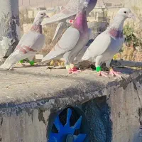 دسته پیازی ۴ تا