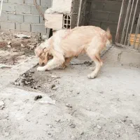 واگذاری گلدن واگذاری|سگ|قرچک, پویینک|دیوار