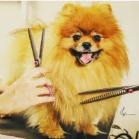 نر پامرین سایز صفر واسه ک ش ش