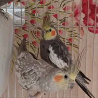 عروس هلندی بالغ