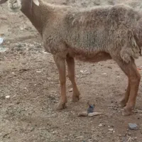 میش عربی سر مایه