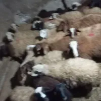 گوسفند داشتی|حیوانات مزرعه|کرمانشاه, |دیوار