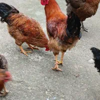 خروس محلی سنگین وزن