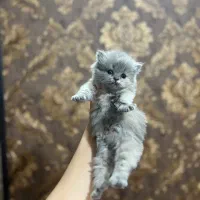 بچه گربه پرشین اصیل|گربه|بجنورد, |دیوار