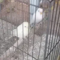 مرغ عشق با جوجه