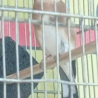 سهره ۳ ساله|پرنده|قم, شاه ابراهیم|دیوار