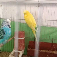 مرغ عشق انگلیسی عروس هلندی