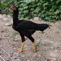 جوجه لاری درجه یک ۷عدد