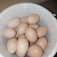 تخم‌مرغ لاری نطفه دار