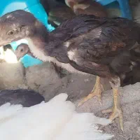 جوجه لاری
