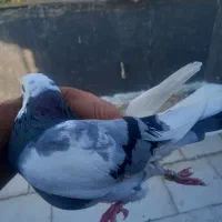 کبوتر پرشی|پرنده|قائمشهر, |دیوار