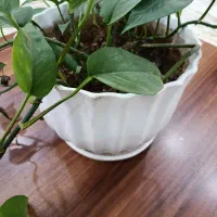 گل بتوس|گل و گیاه طبیعی|زابل, |دیوار