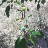 باغ شهرشقایق|فروش زمین و ملک کلنگی|زنجان, |دیوار