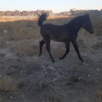 اسب|اسب و تجهیزات اسبسواری|سیرجان, |دیوار