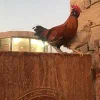 نری چاق وسرحال