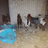 گتوند شهرک پنجم|حیوانات مزرعه|گتوند, |دیوار