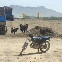 فروش توله سن یک ساله