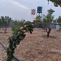 باغشهری کودیان قلات کودیون،دارای آب،درب دیوار،منبع|فروش زمین و ملک کلنگی|شیراز, کودیان|دیوار