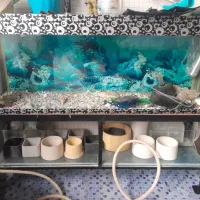 آکفاریون ماهی|ماهی|قزوین, |دیوار