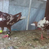 سوسکی بزک|پرنده|مشهد, کارمندان دوم|دیوار
