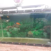 فروش شیشه اکواریوم به با همراه تصفیه آب