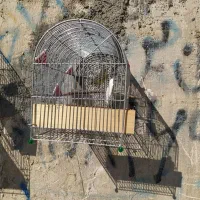 باسلام فروش یاسمین نر مست