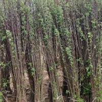 نهال پیوندی و بذری|خدمات باغبانی و درختکاری|عباس‌آباد, |دیوار