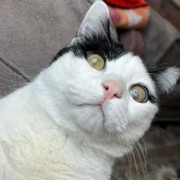 واگذاری رایگان گربه