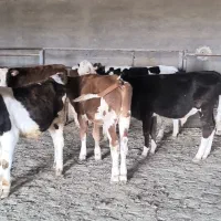 گوساله نر سمینتال|حیوانات مزرعه|اراک, |دیوار