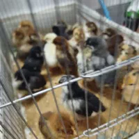 قیمت مناسب جوجه