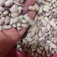 لوبیا چیتی درجه ۱