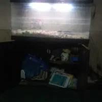 آکواریوم|ماهی|زارچ, |دیوار