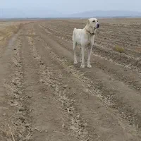 سگ ماده|سگ|اسفراین, |دیوار