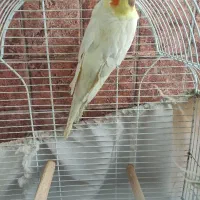 عروس هلندی لوتینو