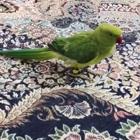 طوطی ملنگو سخن گوفروشی|پرنده|لاشار, |دیوار