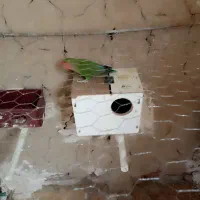 طوطی‌‌کتوله‌ماده|پرنده|زاهدان, |دیوار