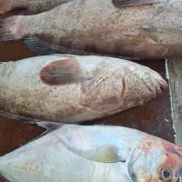 ماهی تازه صید امروز دوشنبه