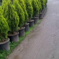 کامیس  جعبه ۴۰