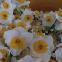 گل رز طبیعی ونرگس|گل و گیاه طبیعی|بندرعباس, |دیوار